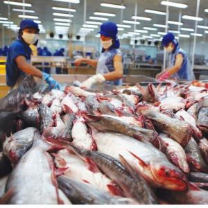 Giá cá tra tại Đồng bằng sông Cửu Long đảo chiều
