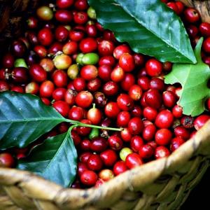 Brasil: Sản lượng cà phê năm 2019 sẽ giảm xuống còn 58,9 triệu bao